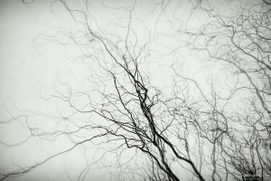Photographie d'art abstraite arbre noir et blanc - Dendrites de Brume - Réseau branches effet vintage - Tirage signé Hadrien Leloup
