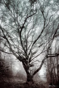 Photographie d'art arbre lumière brume - L'Aube d'un Hêtre - Hêtre printemps contre-jour atmosphérique - Tirage signé Hadrien Leloup