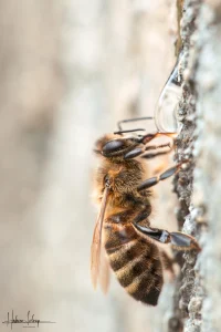 Macro-photographie d'une abeille s'abreuvant à une goutte d'eau sur une fontaine. Hadrien Leloup