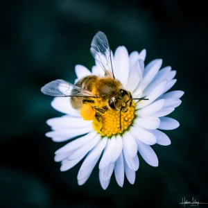 Photographie d'art abeille macro marguerite - L'Étreinte Dorée - Insecte pollen fond sombre - Tirage signé Hadrien Leloup
