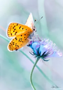 Photographie d'art papillon orange sur fleur bleue - Séraphin au Silence d'Azur - Ailes translucides contre-jour fond pastel - Hadrien Leloup