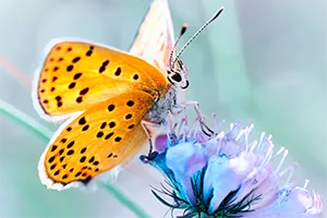 Papillon sur une fleur sauvage, macrophotographie d'art